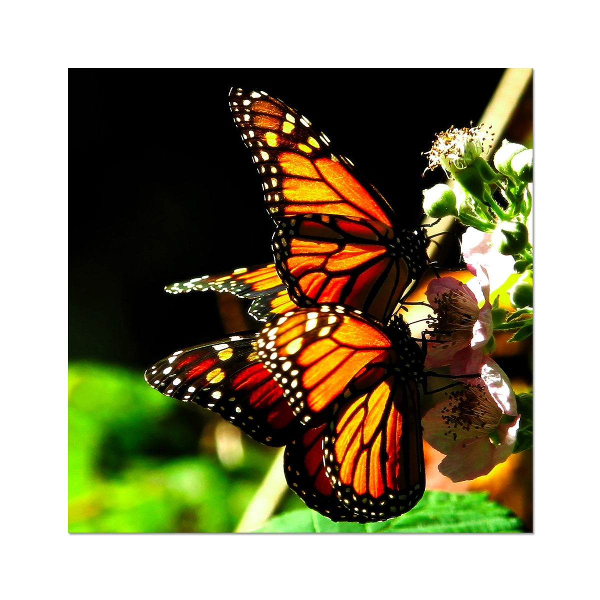 Butterfly Joy - Square - Photo Art Print