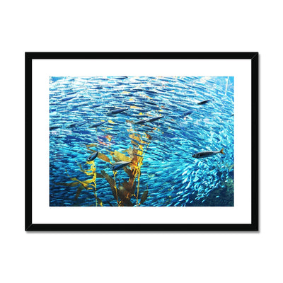 Monterey Fish Framed & Mounted Print | Feel Good Images