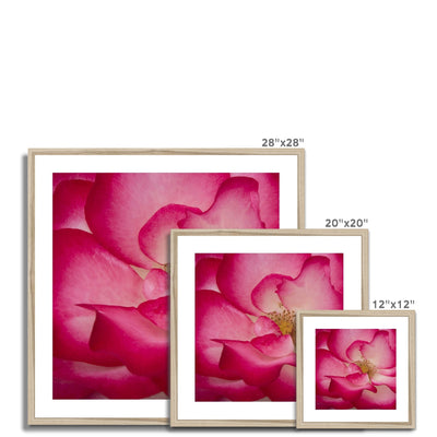 Rose Bliss Framed & Mounted Print | Feel Good Images