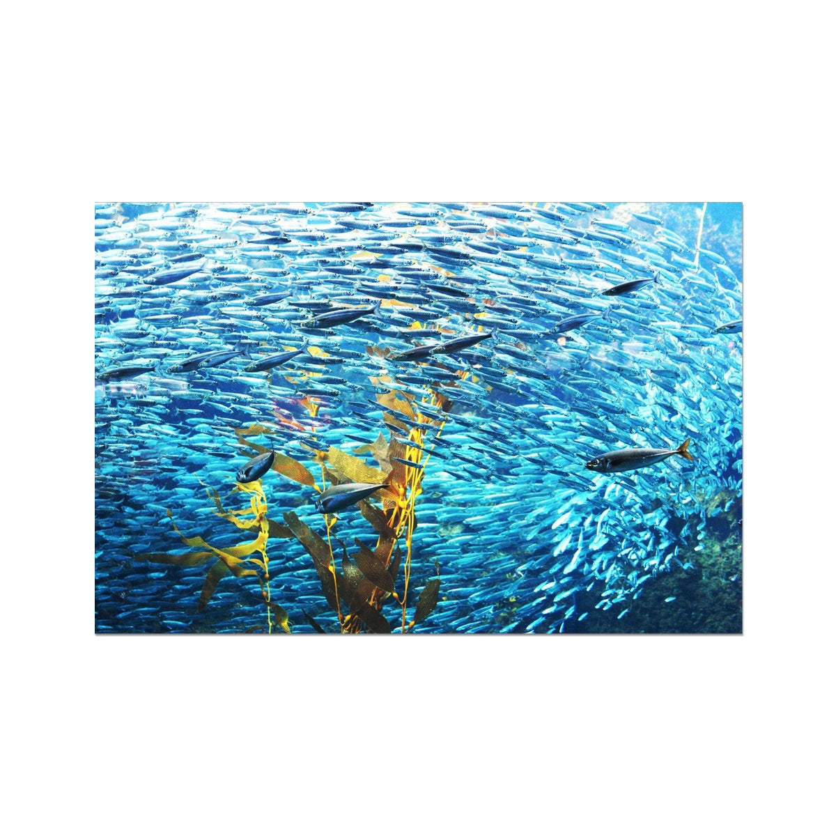 Monterey Fish Photo Art Print