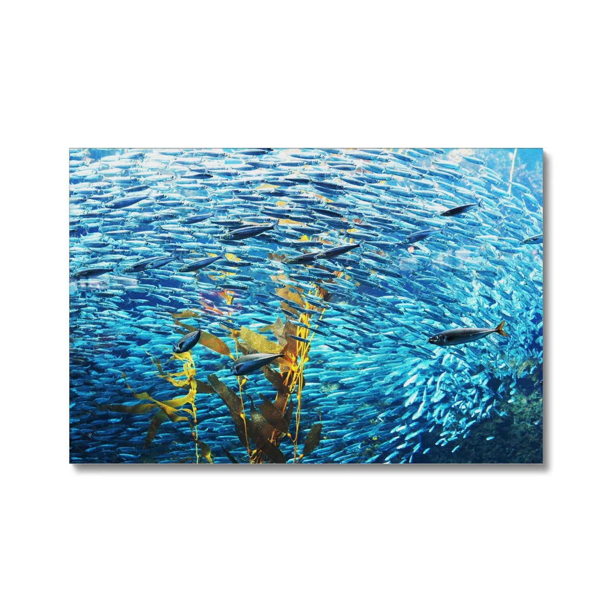Monterey Fish - Canvas