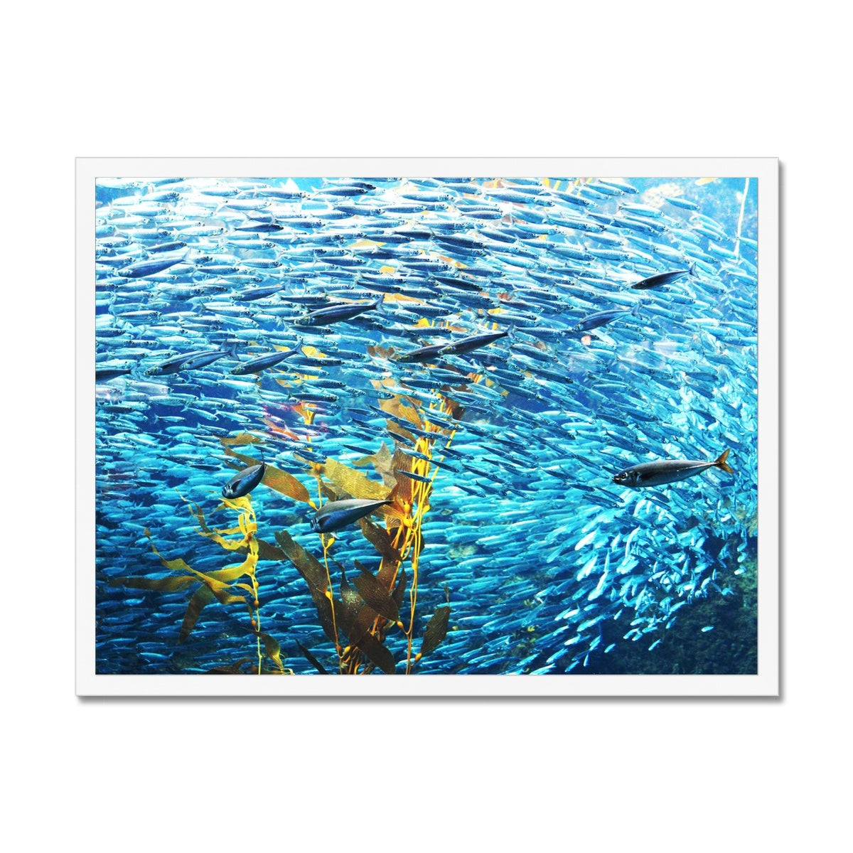 Monterey Fish Framed Print
